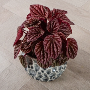 Peperomia caperata 'Quito' (Pot Size 11cm) Ripple Peperomia