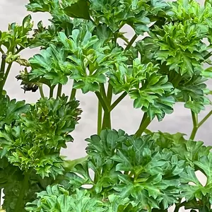 Petroselinum crispum var. neapolitanum 'French' (Pot Size 1L) - Flat Leaved Parsley
