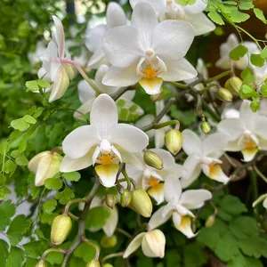 Phalaenopsis 'Liberty White' (Pot Size 9cm) Moth orchid