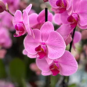Phalaenopsis 'Supreme' (Pot Size 12cm) Moth orchid - image 1