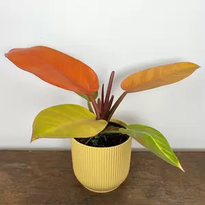Philodendron 'Prince of Orange' (Pot Size 14cm)