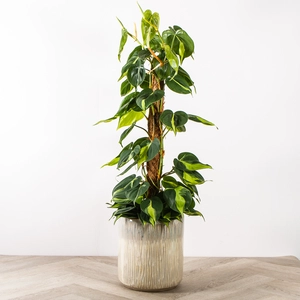 Philodendron scandens 'Brasil' (17cm) Sweetheart Vine