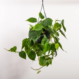 Philodendron scandens (Hanging Pot 15cm) Heartshaped philodendron