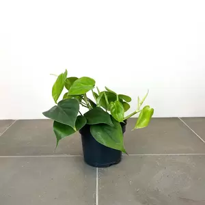 Philodendron scandens (Pot Size 12cm) Heartleaf Philodendron