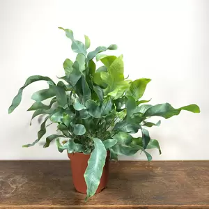 Phlebodium aureum 'Blue Star' (Pot Size 12cm) Blue Star Fern