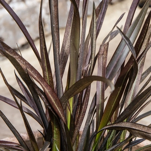 Phormium cookianum 'Platt's Black' (3L) New Zealand Flax