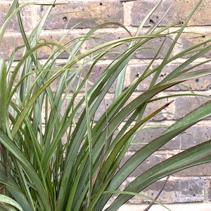Phormium tenax 'Surfer' (Pot Size 3ltr) New Zealand Flax