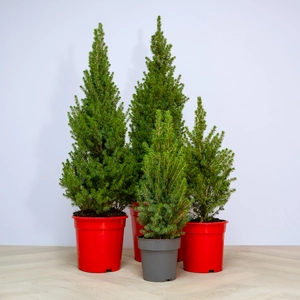 Picea glauca 'Perfecta' (Pot Size 10L) White Spruce - image 1