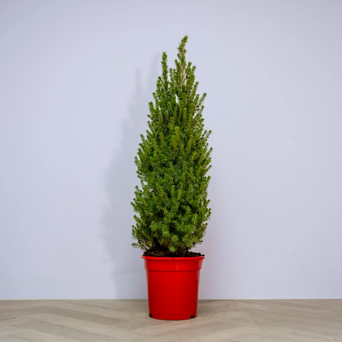 Picea glauca 'Perfecta' (Pot Size 4L) White Spruce - image 2