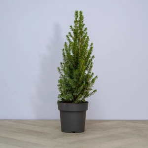 Picea glauca 'Perfecta' (Pot Size 10L) White Spruce - image 3