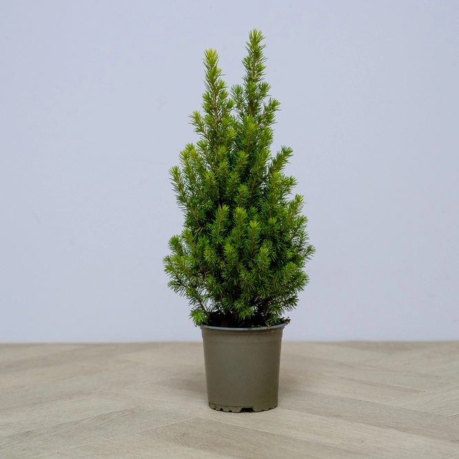 Picea glauca var. albertiana ‘Conica’ (Pot Size 11cm) Dwarf Alberta Spruce