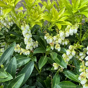 Pieris 'Debutante' (Pot Size 27cm) - image 2