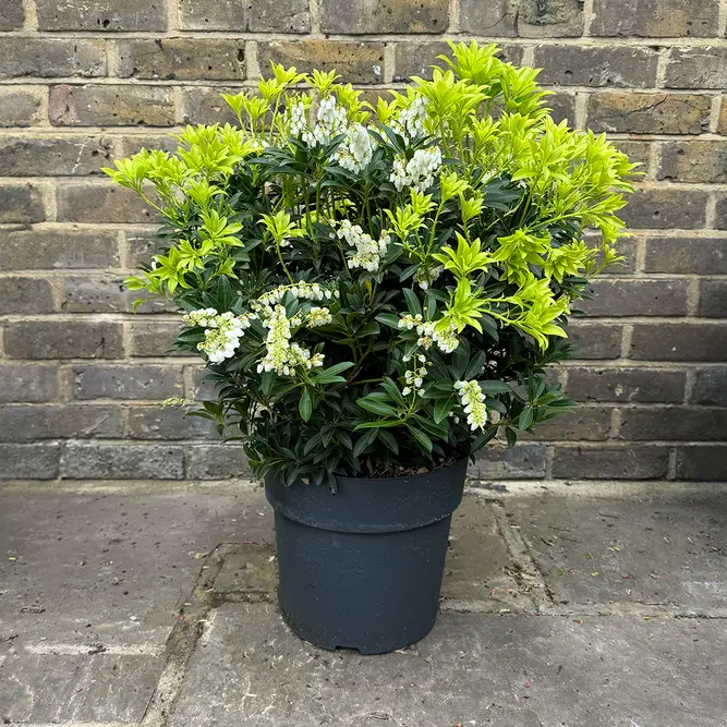 Pieris 'Debutante' (Pot Size 27cm) - image 1