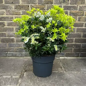 Pieris 'Debutante' (Pot Size 27cm) - image 1