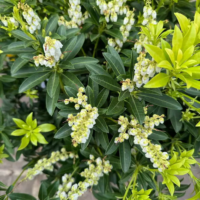 Pieris 'Debutante' (Pot Size 27cm) - image 3