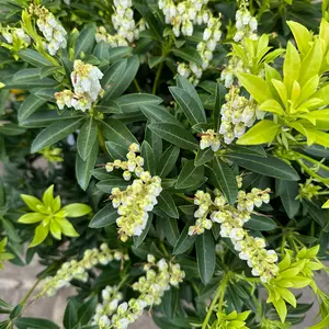 Pieris 'Debutante' (Pot Size 27cm) - image 3