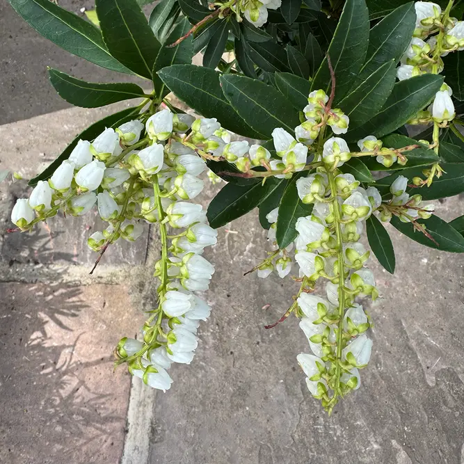 Pieris 'Debutante' (Pot Size 27cm) - image 7