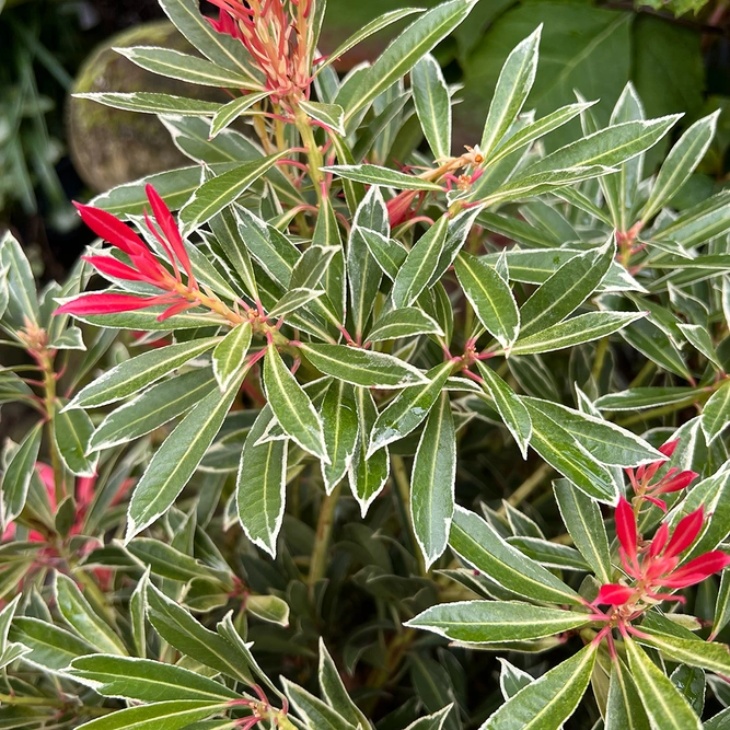 Pieris 'Flaming Silver' (Pot Size 10L) Lily of the Valley Shrub - image 2