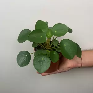Pilea peperomioides (12cm) Chinese Money Plant