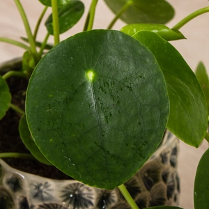 Pilea peperomioides (15cm) Chinese Money Plant