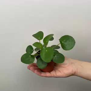 Pilea peperomioides (7cm) Chinese Money plant