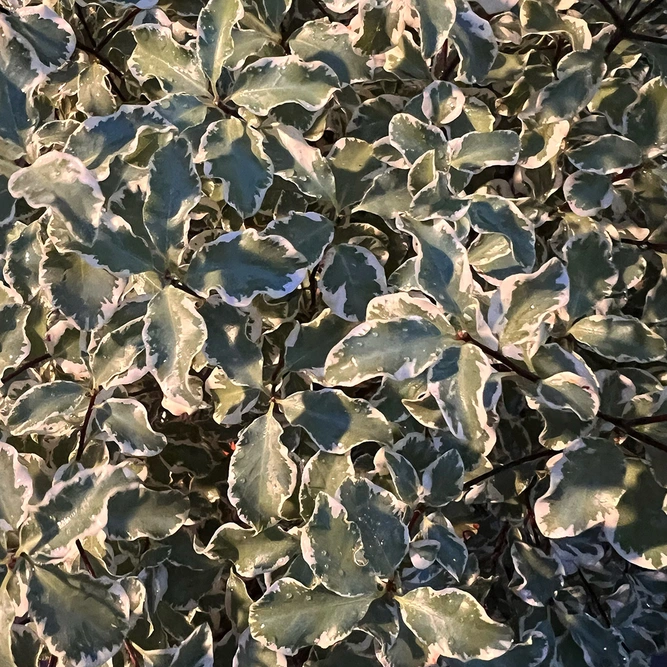 Pittosporum 'Silver Ball' (Pot Size 10L)