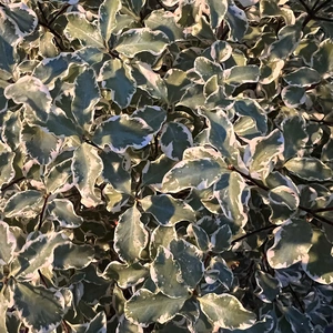 Pittosporum 'Silver Ball' (Pot Size 10L)