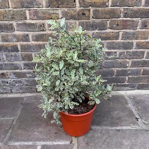 Pittosporum tenuifolium 'Elizabeth' (Pot Size 7.5L)