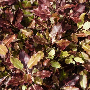 Pittosporum tenuifolium 'Tom Thumb' (Pot Size 3L)