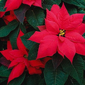 Poinsettia Christmas Feeling Red (Pot Size 13cm)