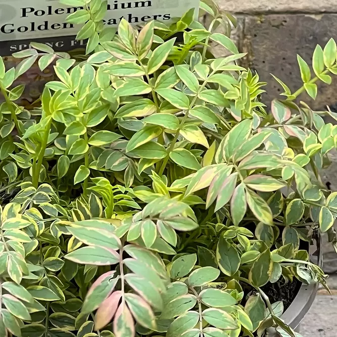 Polemonium 'Golden Feathers' (Pot Size 3L) - image 1