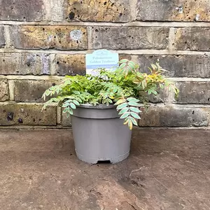 Polemonium 'Golden Feathers' (Pot Size 3L) - image 2