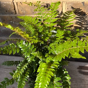 Polystichum Polyblepharum (Pot Size 11cm) Japanese Lace Fern