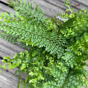 Polystichum setiferum ‘Herrenhausen’ (Pot Size 11cm) Soft Shield Fern - image 1