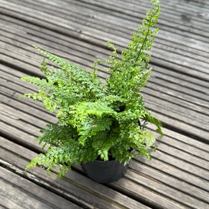 Polystichum setiferum ‘Herrenhausen’ (Pot Size 11cm) Soft Shield Fern - image 2