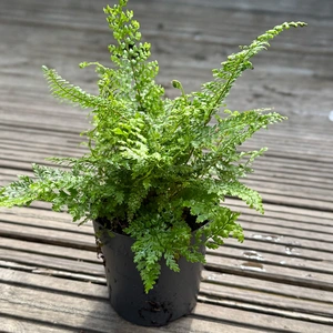 Polystichum setiferum ‘Herrenhausen’ (Pot Size 11cm) Soft Shield Fern - image 3