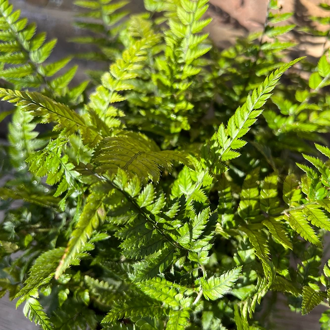 Polystichum tsussimense (Pot Size 11cm) Korean Rock Fern