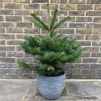 Pot-grown Christmas Trees