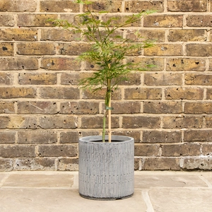 Potted Acer Dissectum - Oslo Black Pot