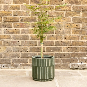 Potted Acer Dissectum - Oslo Green Pot