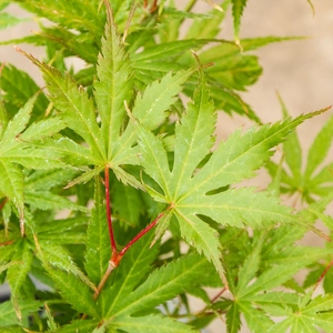 Potted Acer Ki-Hachijo - Oslo Black Pot - image 2