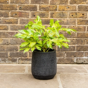 Potted Fatsia Japonica 'Camouflage' - Suez Black Pot