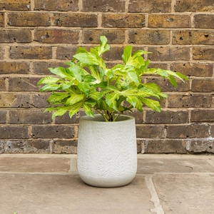 Potted Fatsia Japonica 'Camouflage' - Suez White Pot