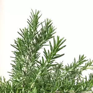 Prostrate Trailing Rosemary (Pot Size 25cm) - image 2