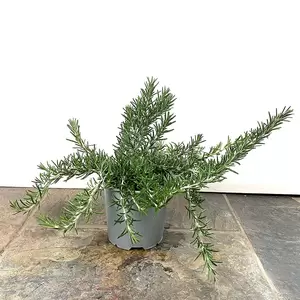 Prostrate Trailing Rosemary (Pot Size 25cm) - image 3