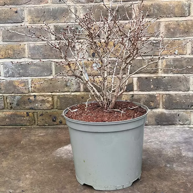 Prunus incisa 'Kojo-no-mai' (Pot Size 7L) - image 2