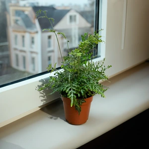 Pteris ensiformis 'Evergemiensis' (Pot Size 12cm) Silver lace fern