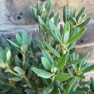 Rhododendron 'Dwarf Blue Diamond' (Pot Size 7L) - image 1