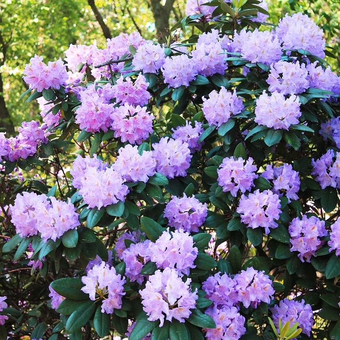 Rhododendron 'Dwarf Blue Diamond' (Pot Size 7L) - image 2
