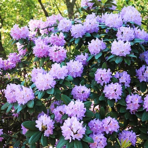 Rhododendron 'Dwarf Blue Diamond' (Pot Size 7L) - image 2